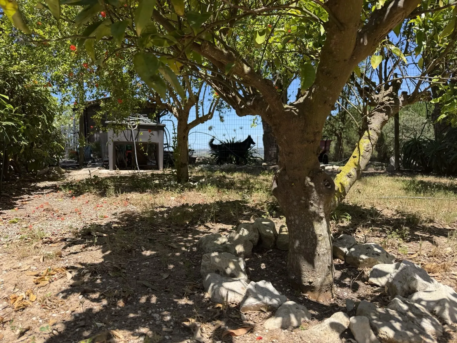 Tree and garden area at The Pathfinder Project
