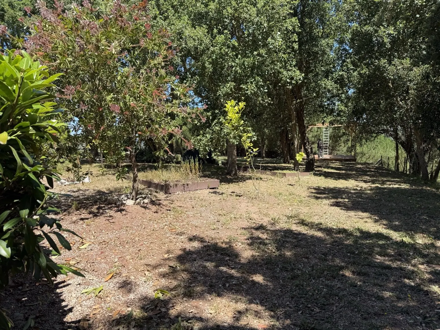 Woodland area and pathway within The Pathfinder Project